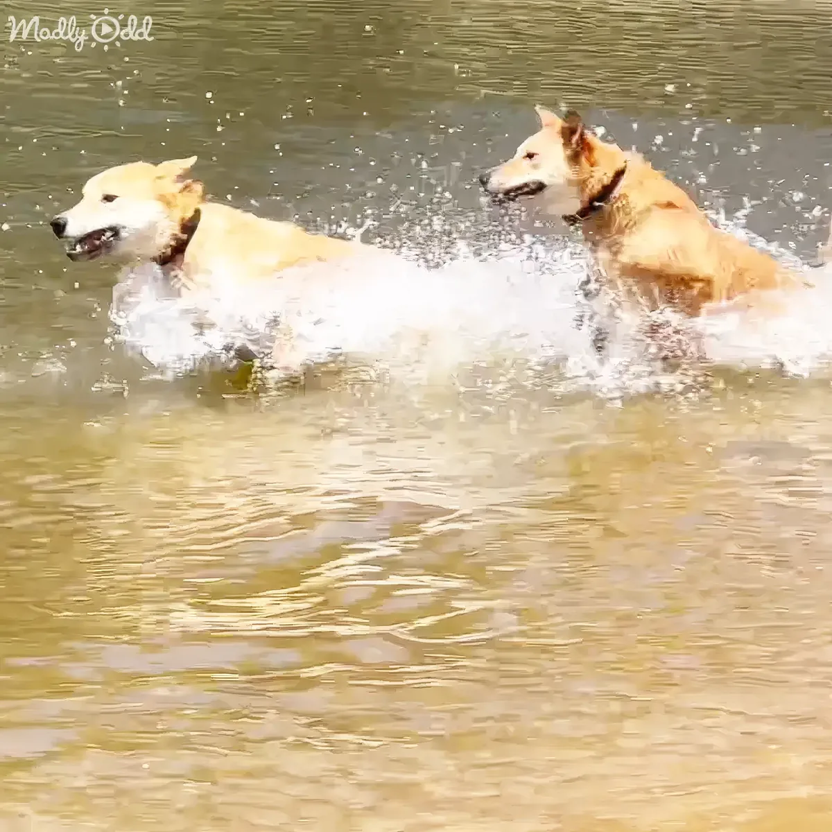 Two dogs splash and play in shallow water, creating a dynamic scene.