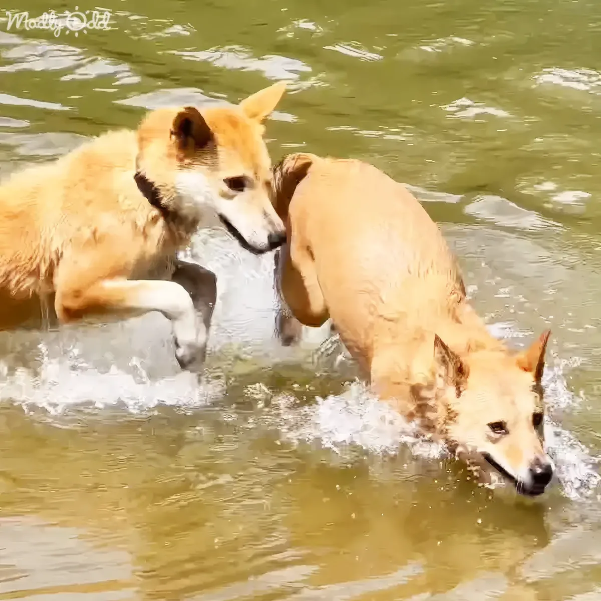Two dogs splash playfully in murky water, their wet fur glistening.