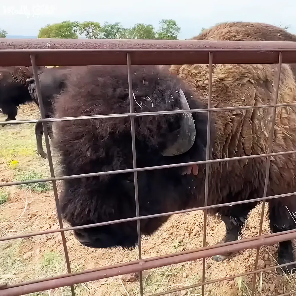 A bison stands behind a metal fence, its thick fur and curved horns clearly visible.