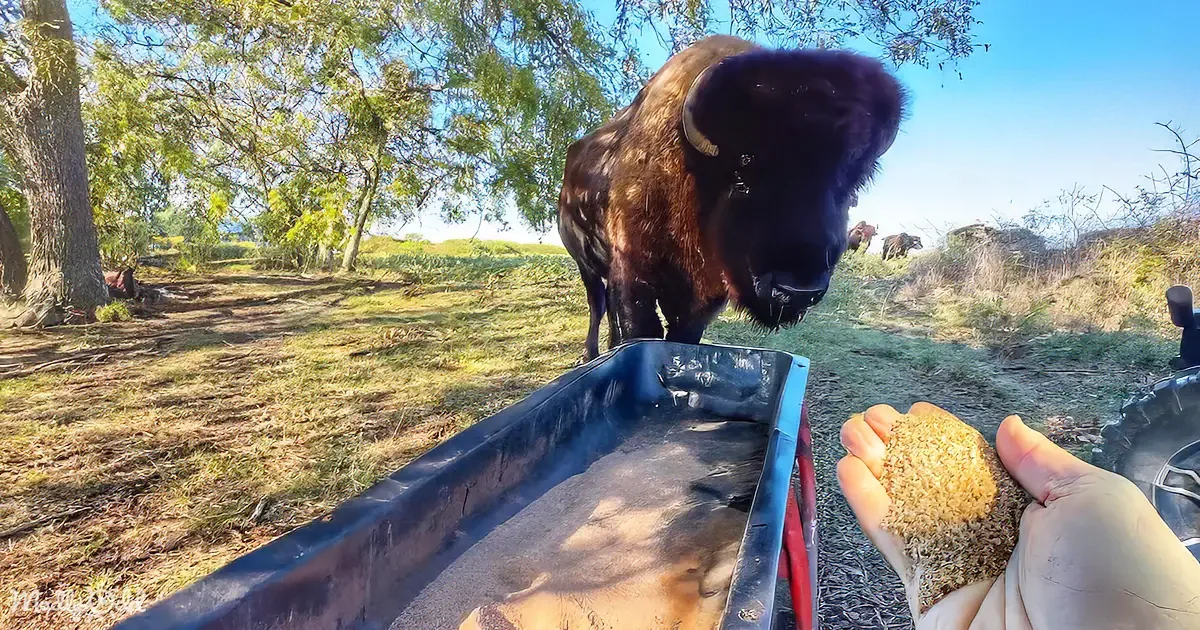 A bison stands near a feeding trough, reaching for grain held by a person's hand in a sunny outdoor setting.