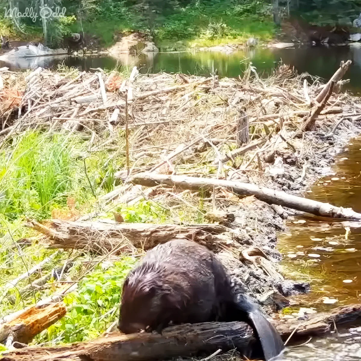 A beaver is seen near a river, surrounded by fallen branches and greenery.
