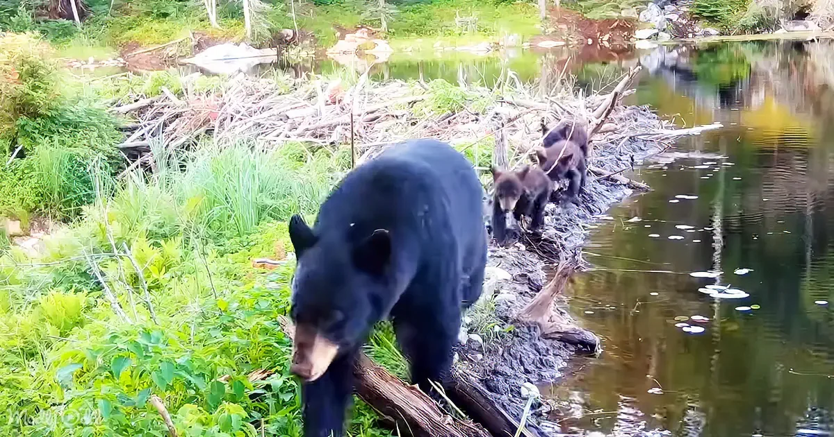 3 Little Bear Cubs and Animal Friends Romp Around a Beaver Dam