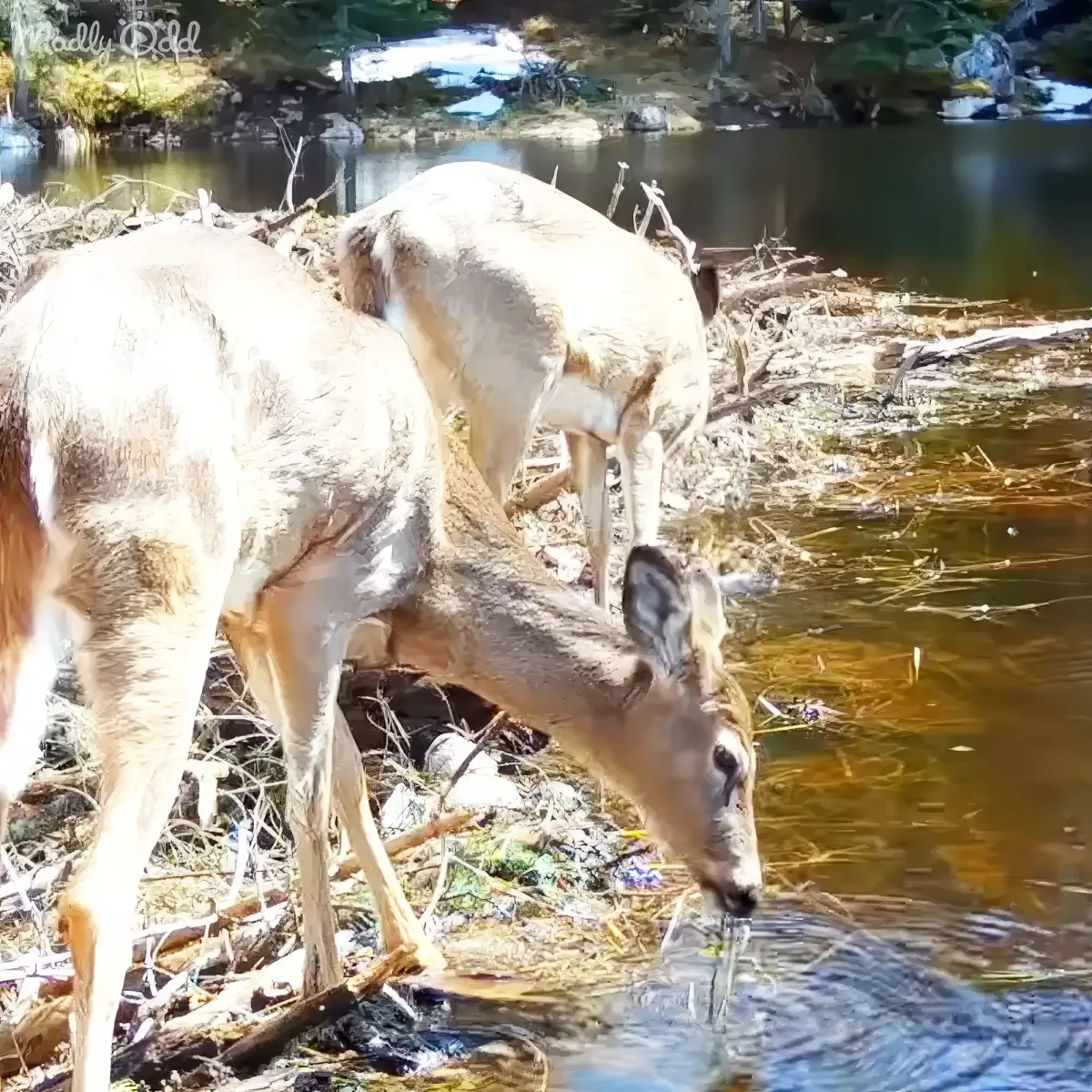 Two deer are drinking water from a river, surrounded by fallen branches and greenery.
