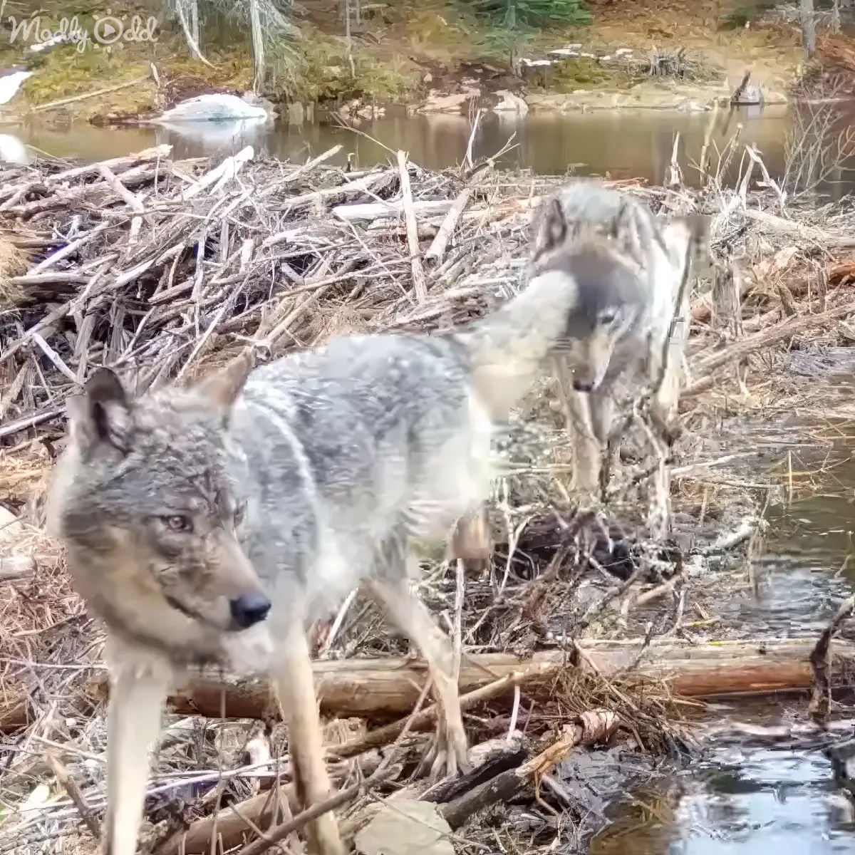 Two wolves stand near a body of water, surrounded by sticks and branches in a natural setting.