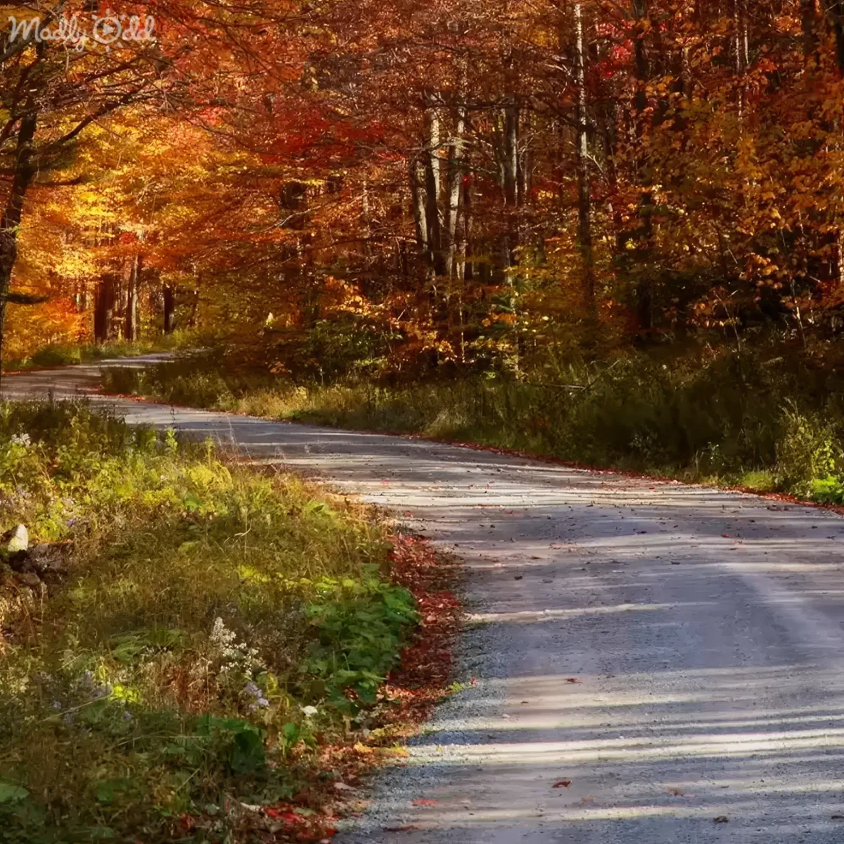 A winding road through a forest with vibrant autumn foliage and scattered fallen leaves.