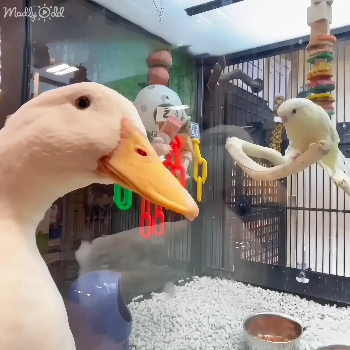 A duck and a bird interact through a glass barrier, with colorful toys and white pebbles in the background.