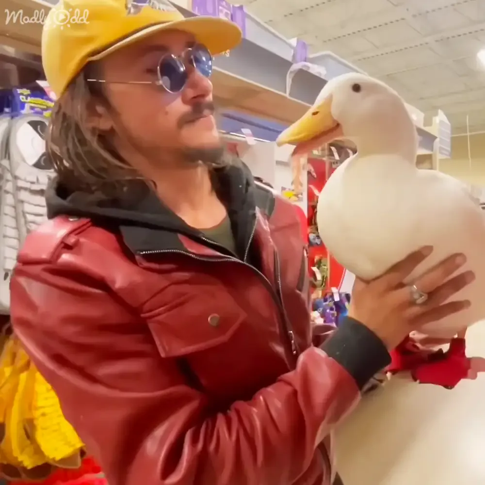 A person in a red jacket and yellow hat holds a large white duck in a store.