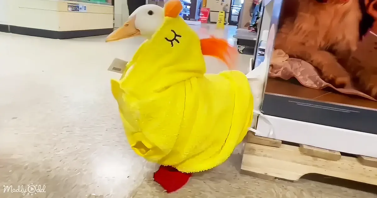 A yellow duck costume with a red beak and feet is standing in a store aisle.