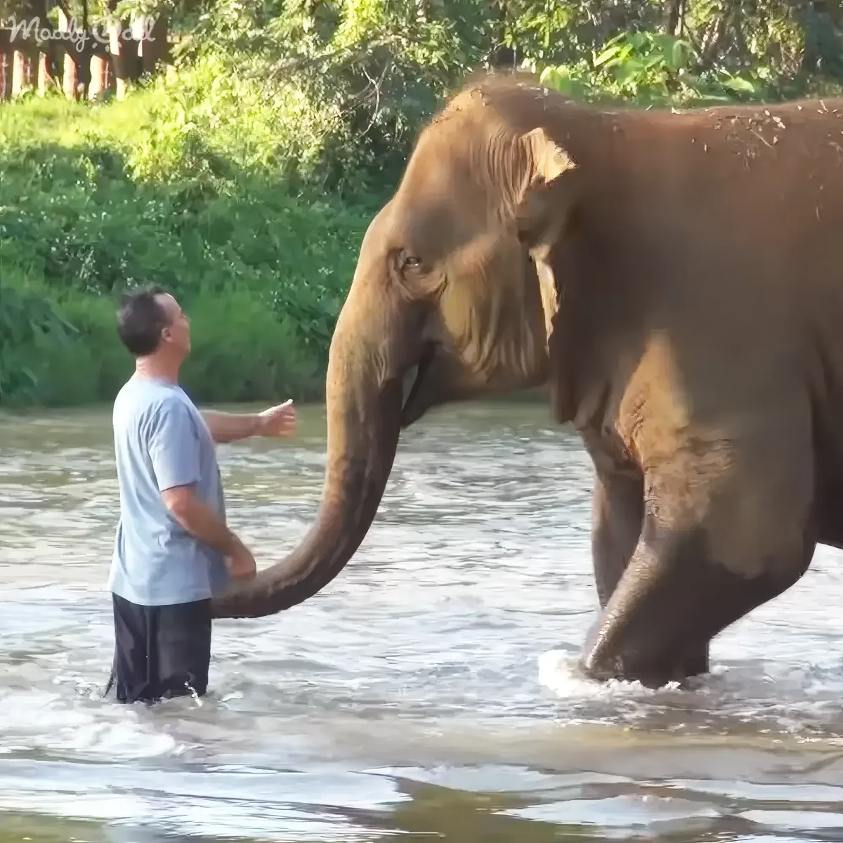 Elephant greets human friend