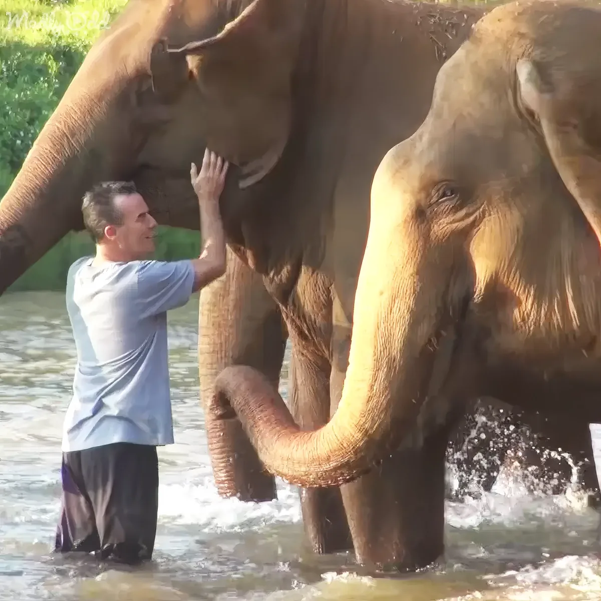 Elephant human reunion heartfelt moment