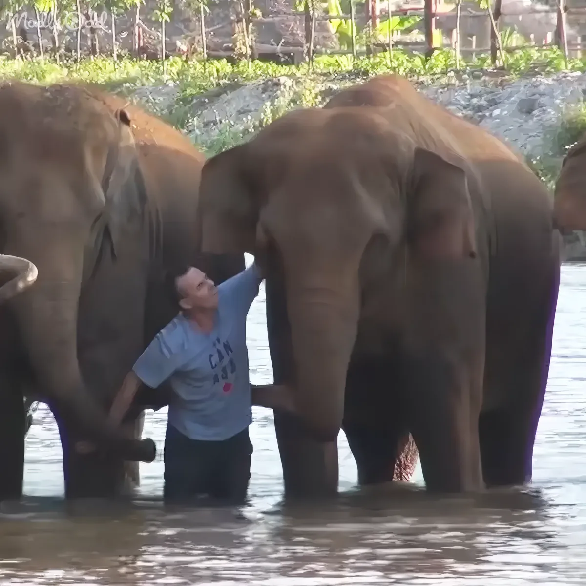 Elephant reunion wildlife sanctuary