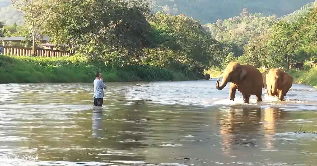 Elephants Joyfully Stampede to Greet Beloved Caretaker After 14 Months Apart
