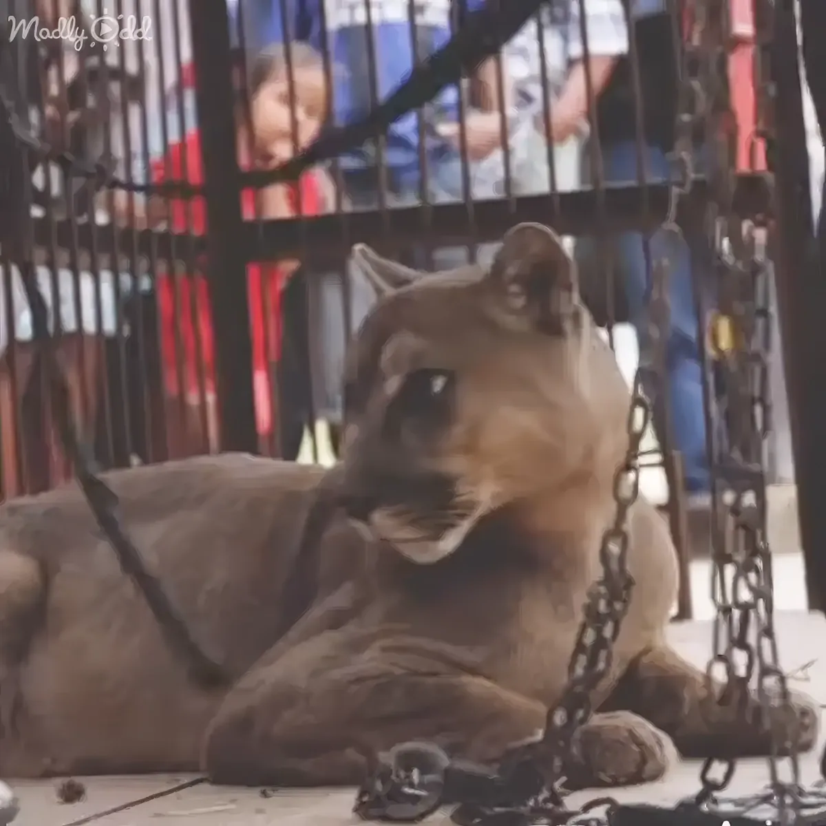 Circus Mountain lion returns to nature