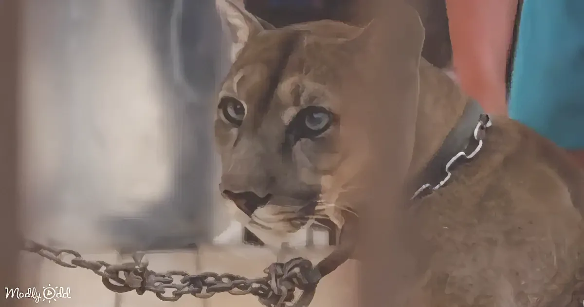 Misty-Eyed Mountain Lion Leaves Circus, Tastes Freedom for the First Time