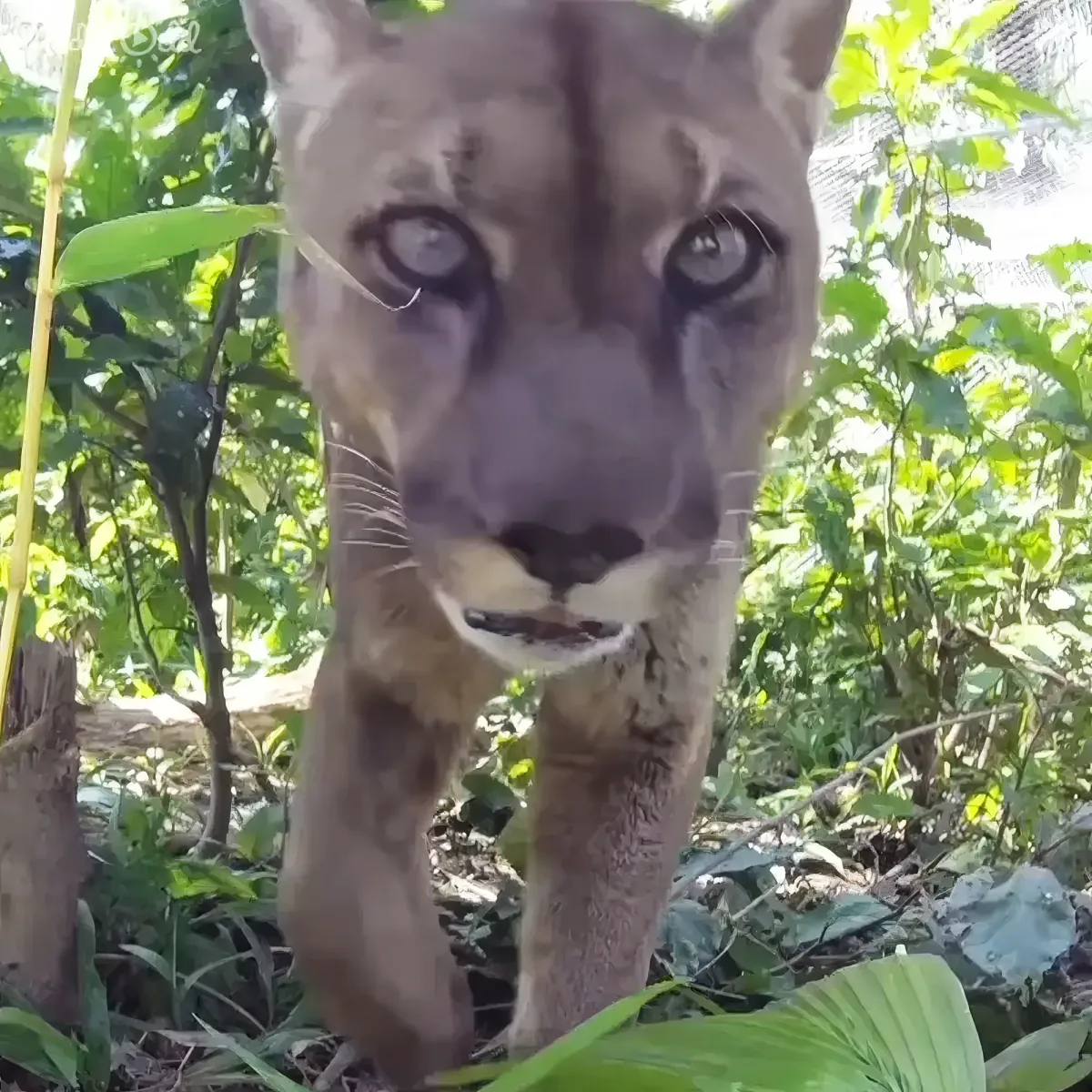 Mountain lion release into wild