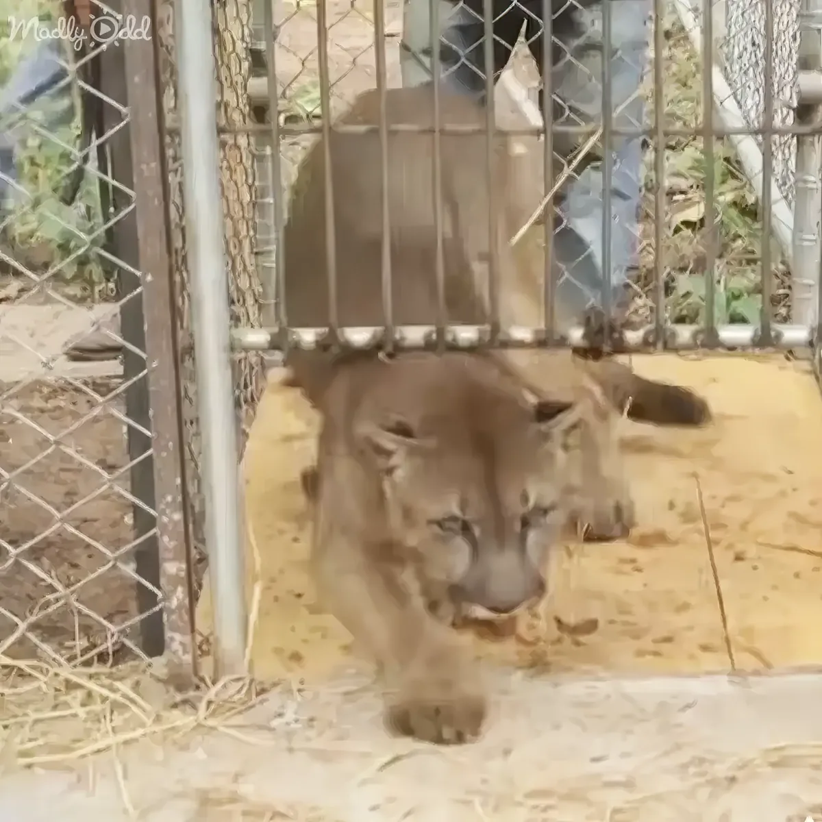 Mountain lion wild release moment