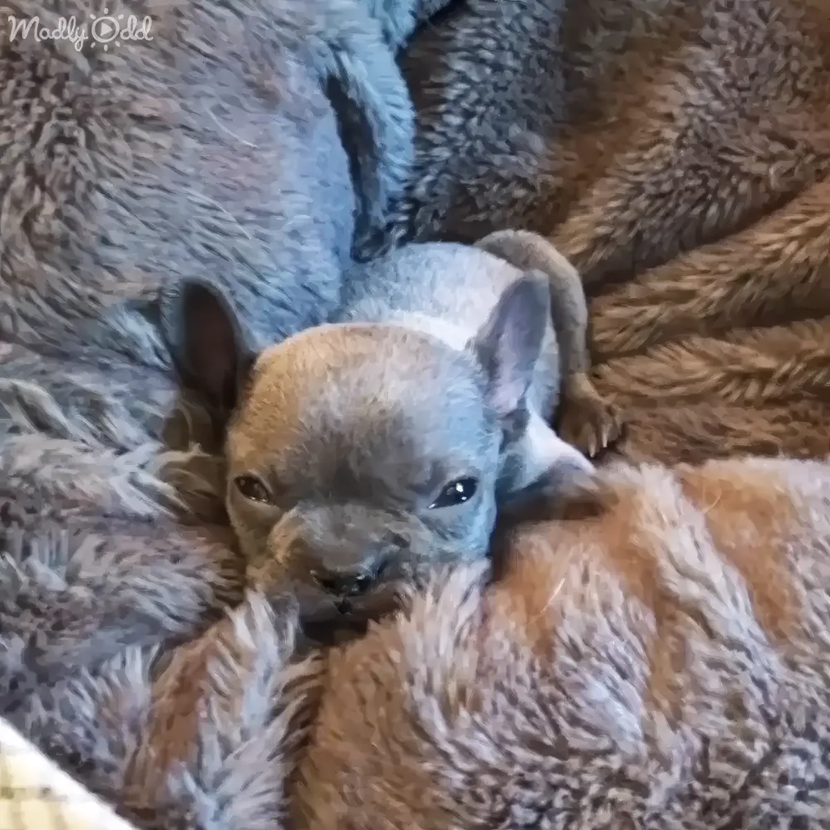 French Bulldog funny reaction