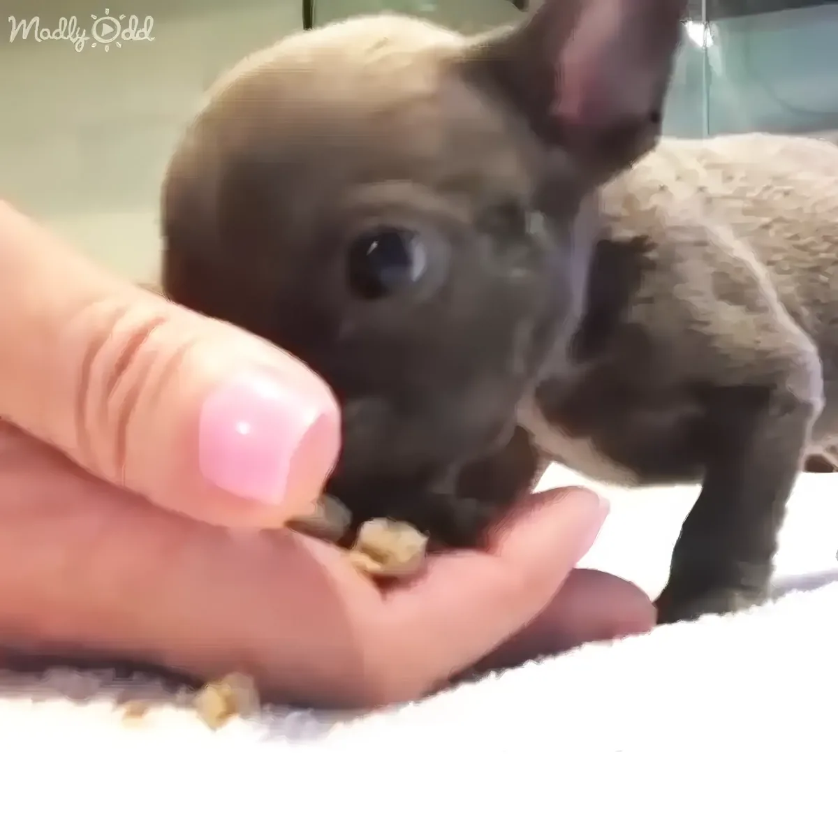 French Bulldog roommate quarrel cute