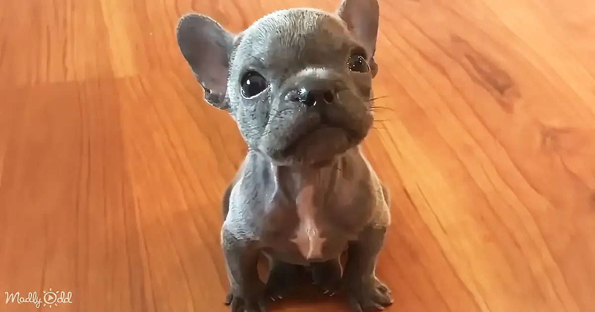 Sassy Rescue Frenchie Pup Lovably Complains About His Stinky Roommate