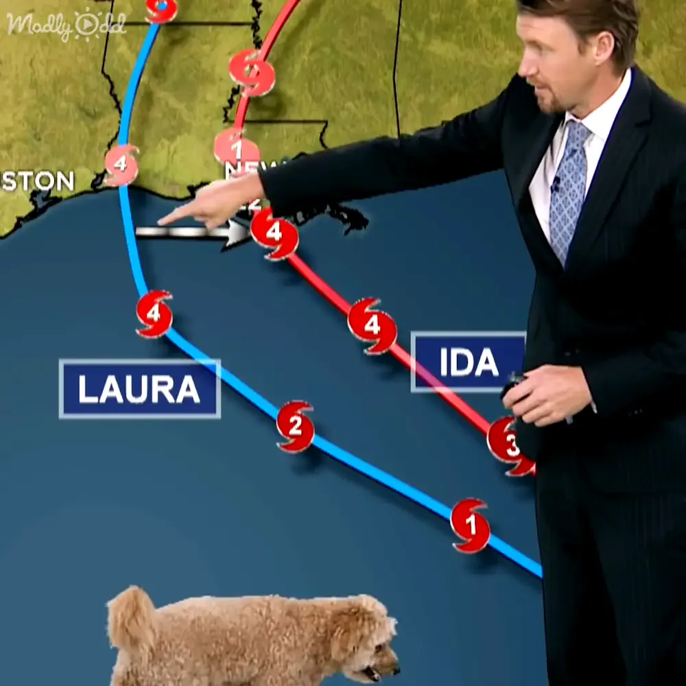 Dog interrupting live TV news