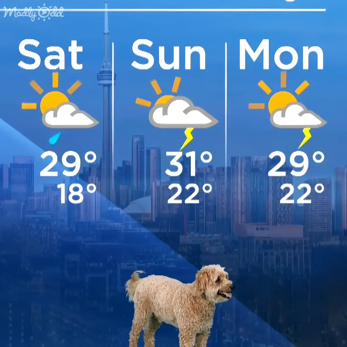 Dog interrupts weather forecast