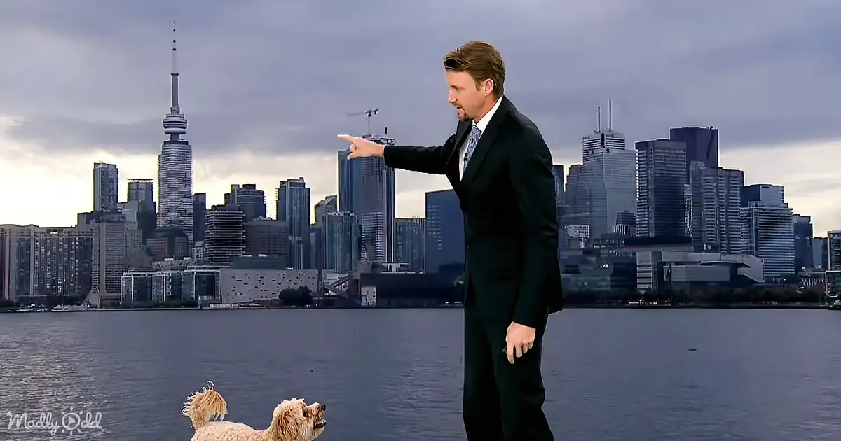 A man in a suit points towards the Toronto skyline with a dog looking up at him.
