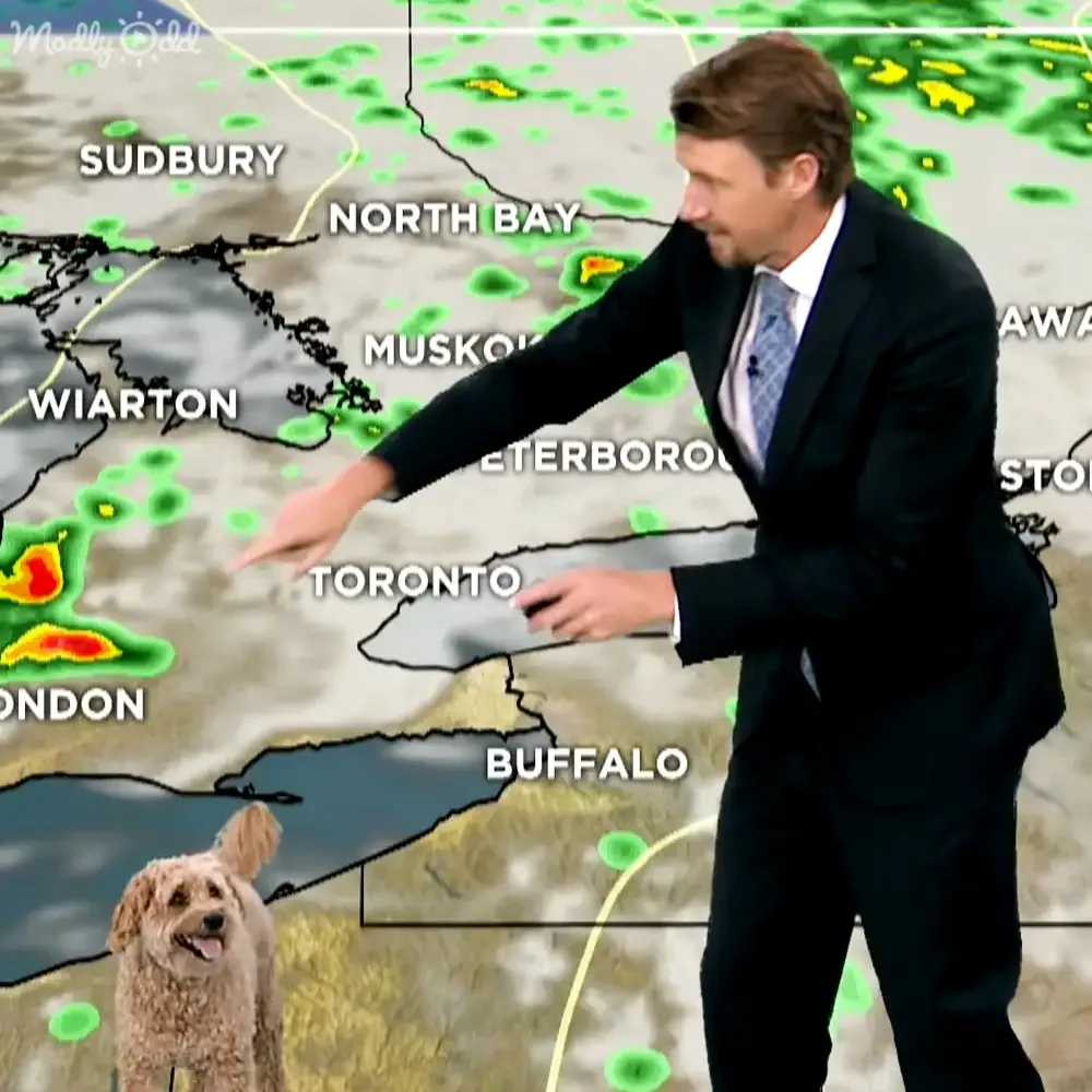 Weather broadcast dog cute interruption