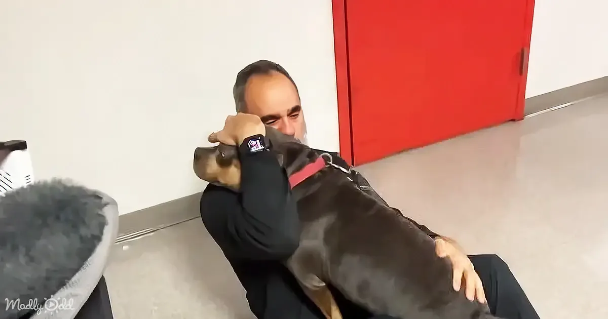 She's My Everything - Emotional Man Reunites With His Support Dog Stolen From Car