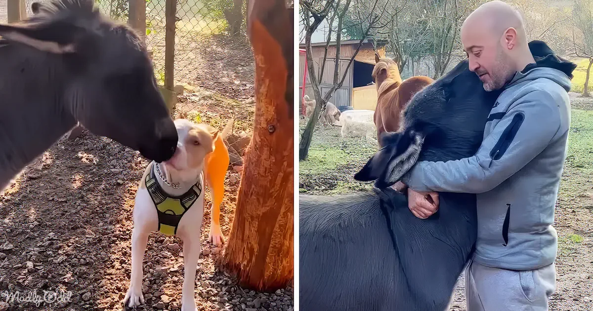 A dog wearing a Batman harness interacts with a cow, while a man holds a goat in a rural setting.