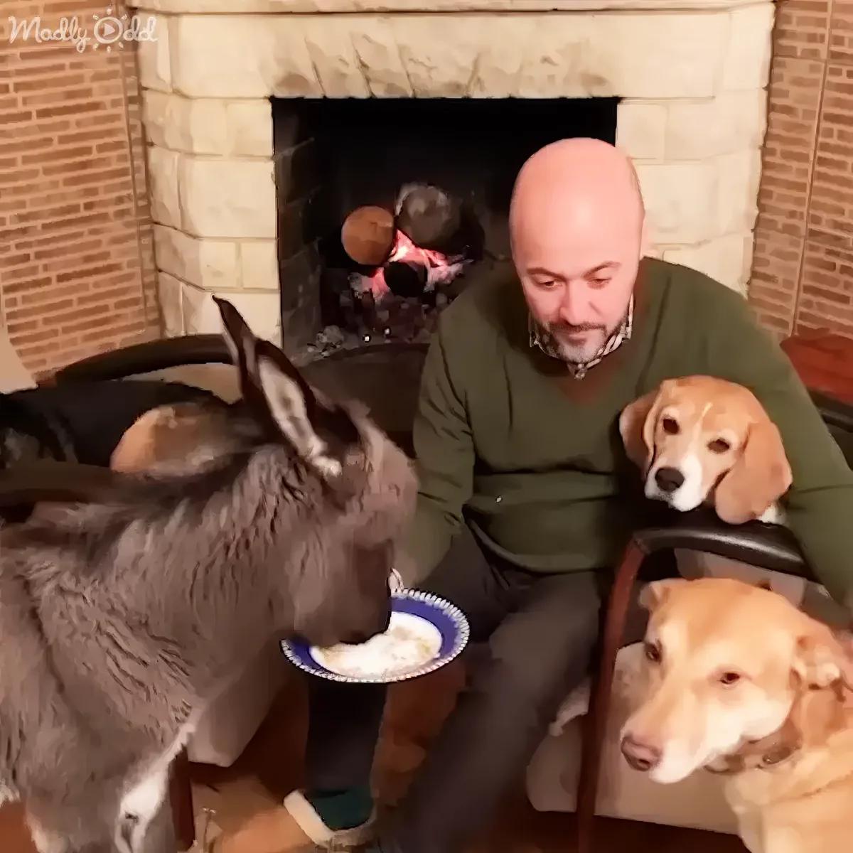 Donkey cuddles with dogs