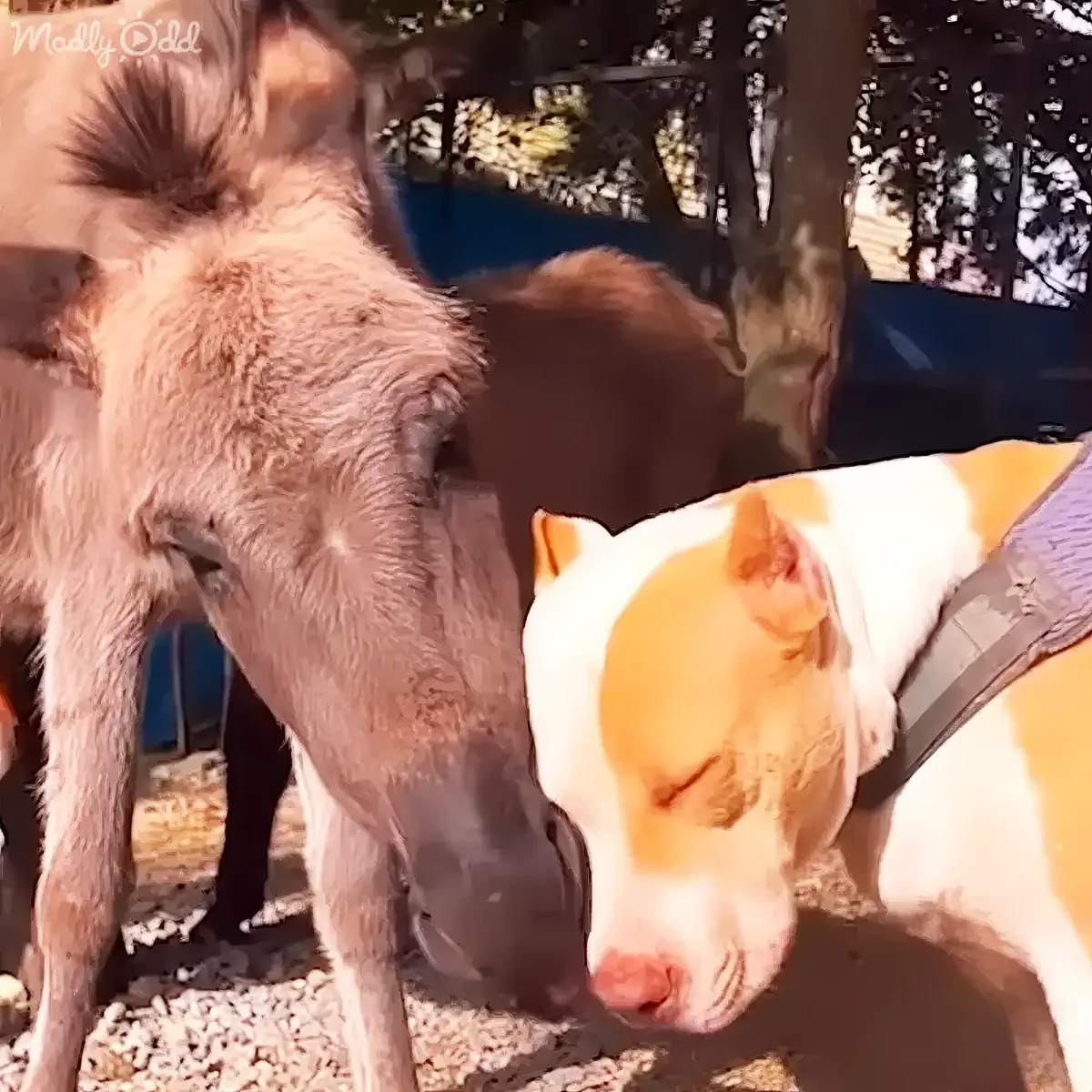 Donkey dog adoption story