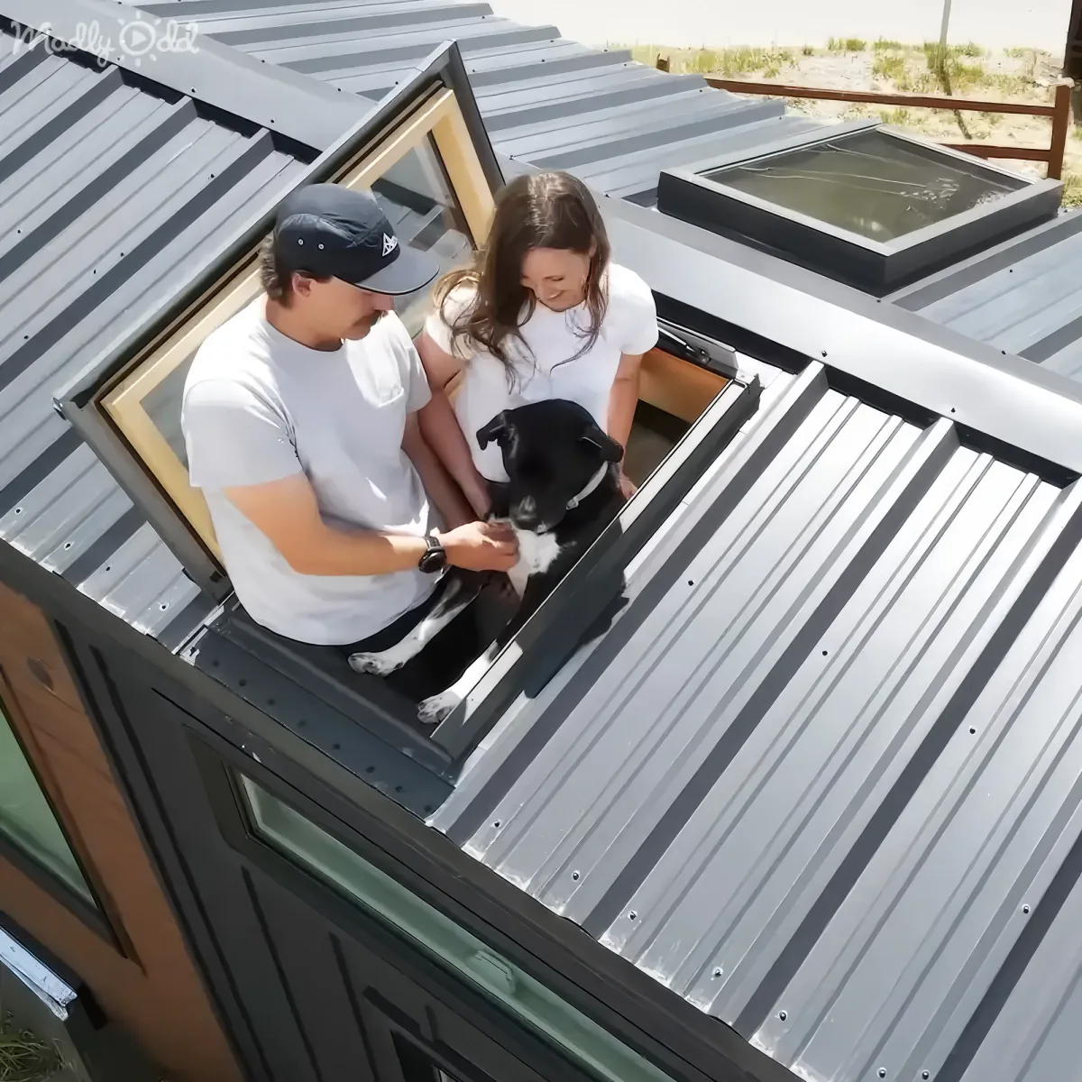 A man and woman pet a dog on a metal-roofed structure, with a view of a sandy area and grass in the background.