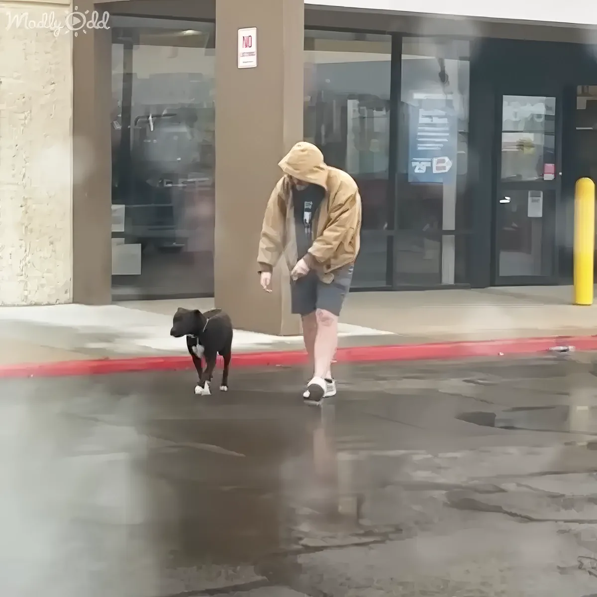 Lonely pitbull finds joy with new family