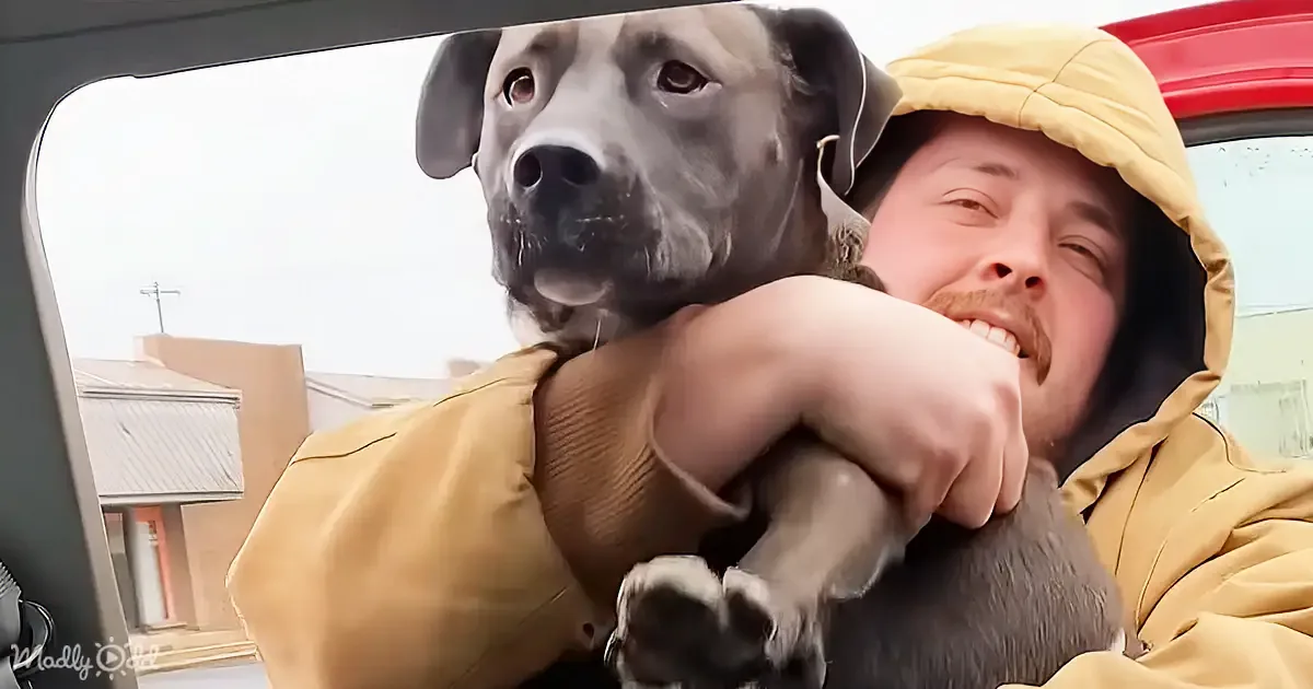 Lonely Senior Pitbull Waits 2 Weeks in Parking Lot Before Joyful Rescue