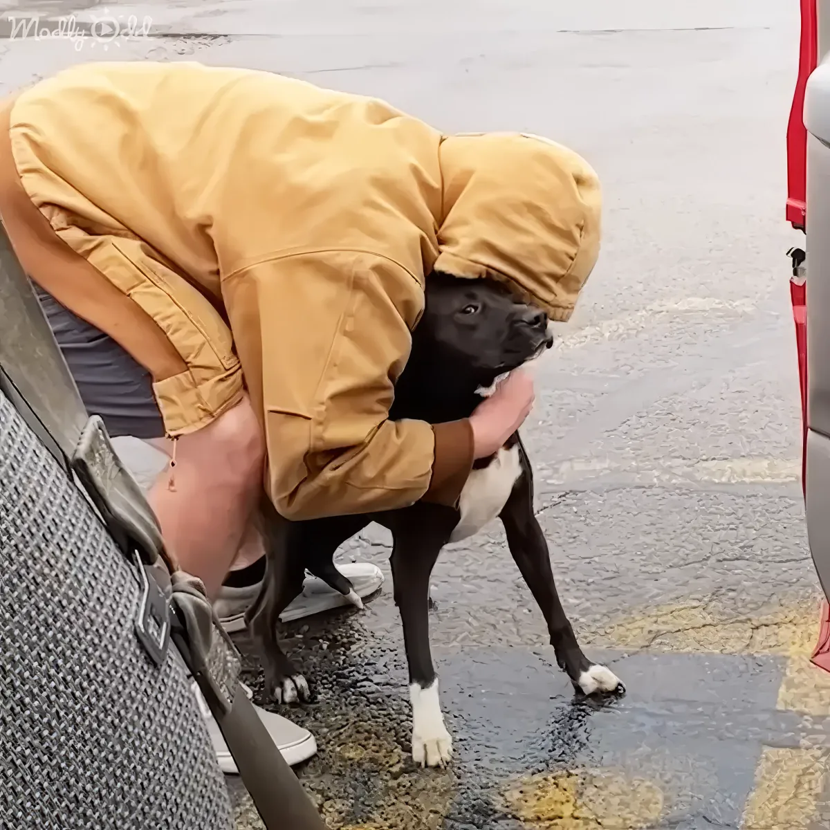 Rescued pitbull's first moment with adoptive family