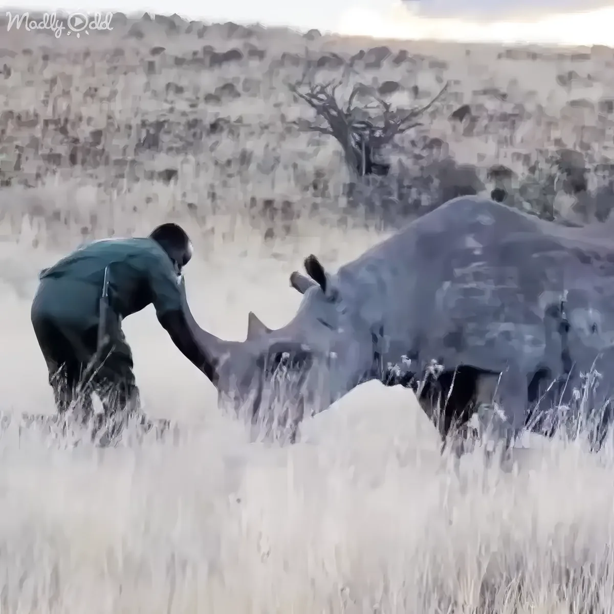 Caretaker's heartfelt moment with rescued rhino