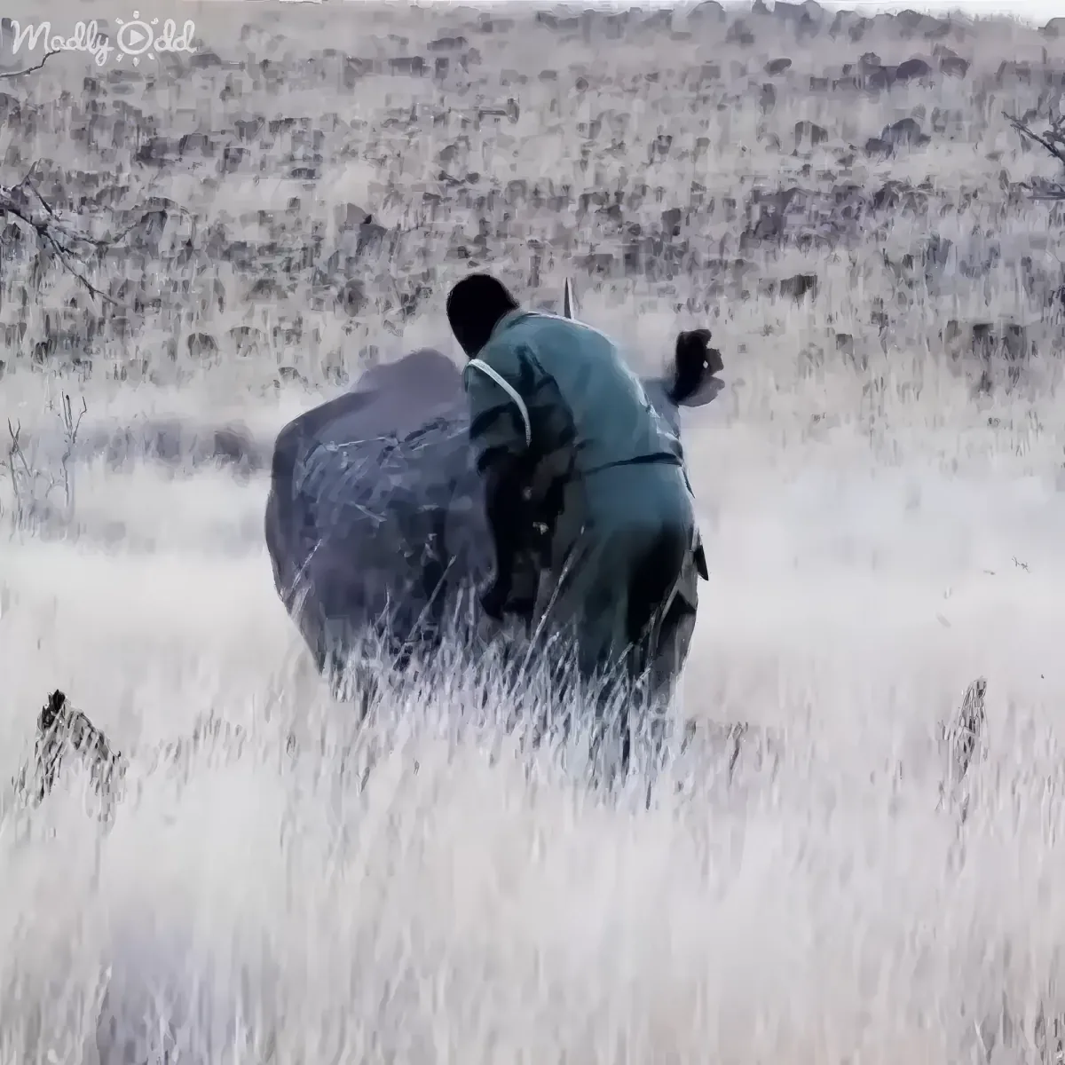Emotional reunion between rhino and human friend