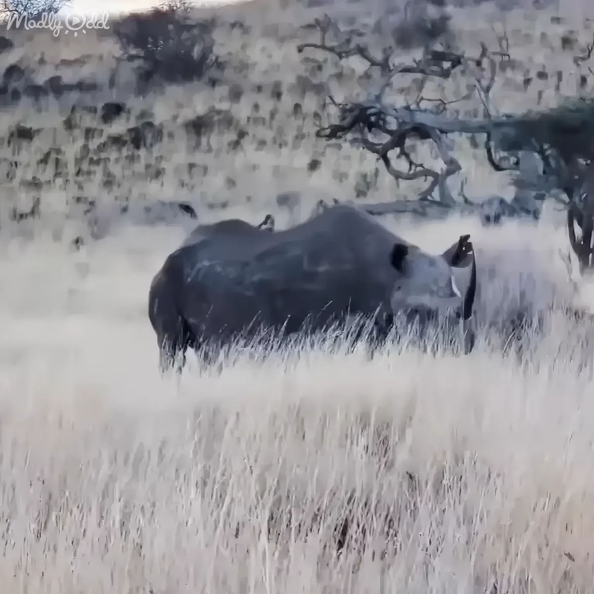 Orphaned rhino reunites with caretaker