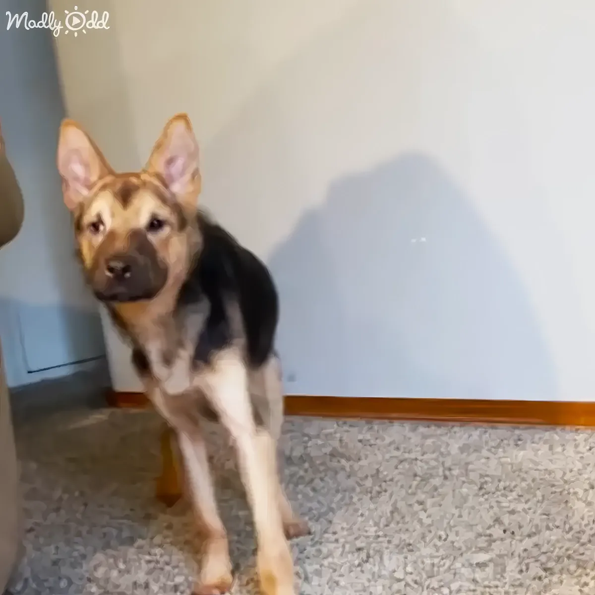 Xena German Shepherd rescue transformation