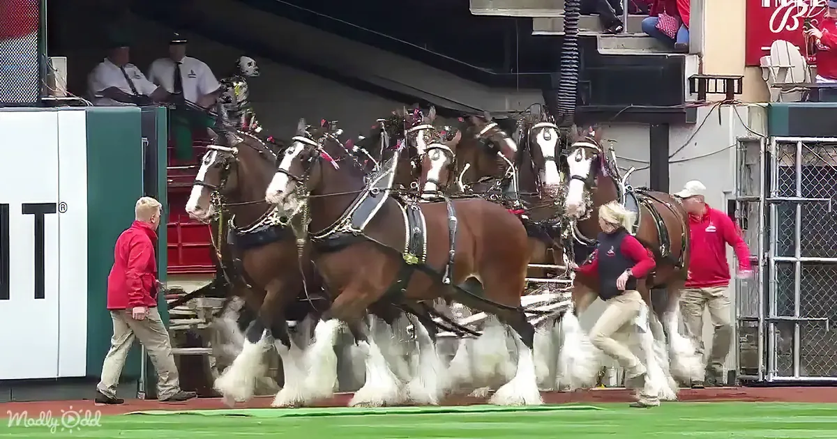 Clydesdale horses in harness, handlers guiding them on a stage.