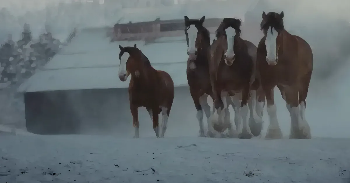 Four horses with white markings run through a snowy landscape near a building.