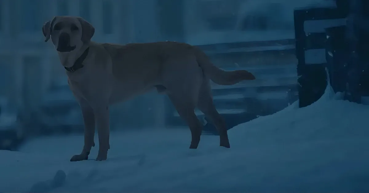A light-colored dog stands in snow, wearing a collar, with a blurred background of buildings and snow.