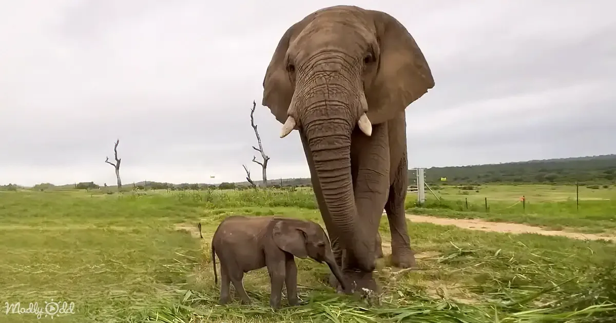 Hold Your Breath as an Orphaned Calf Meets the Surrogate Mama Who Saved Him