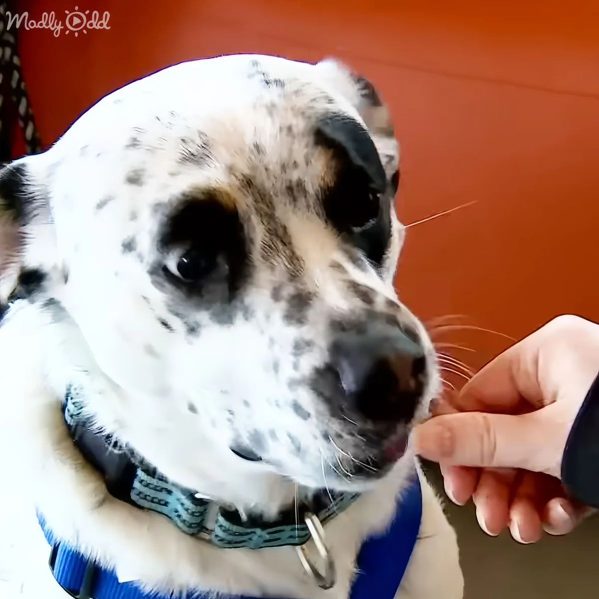 Patient dog looking for a forever home