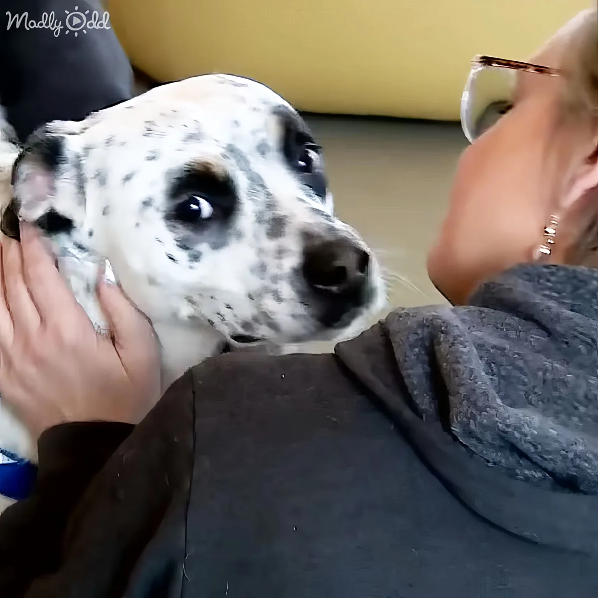 Shelter dog's hopeful gaze