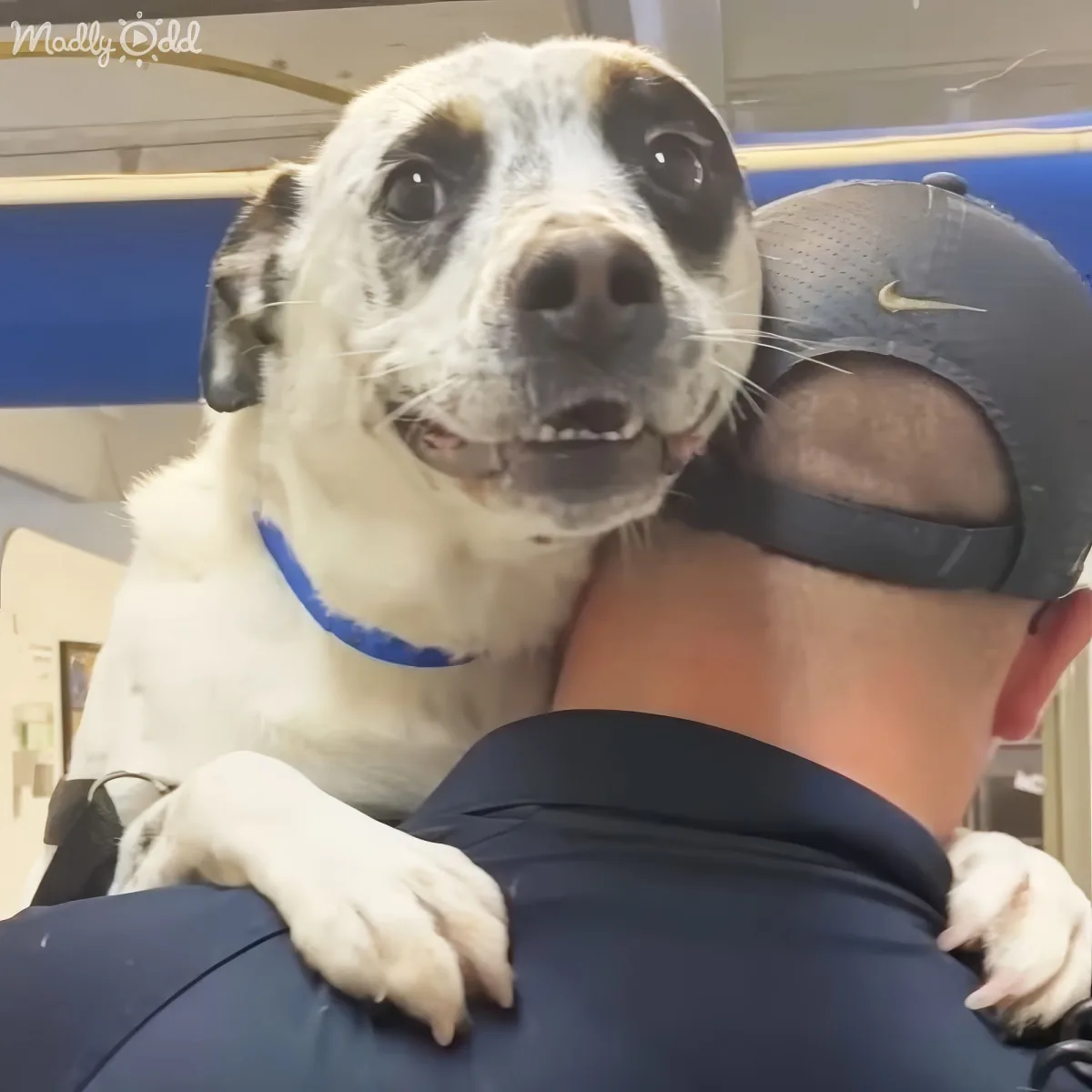 Smiling shelter dog awaits adoption