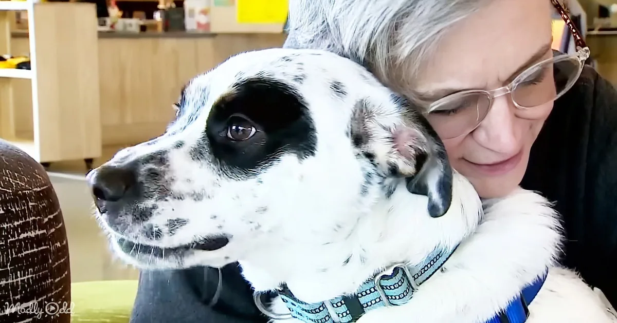 Smiling Shelter Dog Spends 450 Days Waiting for the Perfect Forever Family