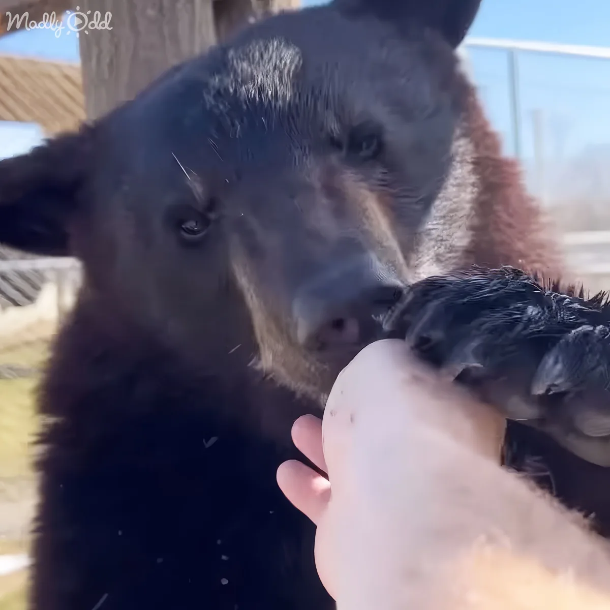 Playful bears in sanctuary setting