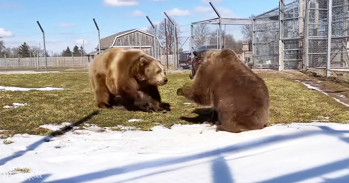 Two brown bears are interacting in a fenced outdoor area with snow and grass.