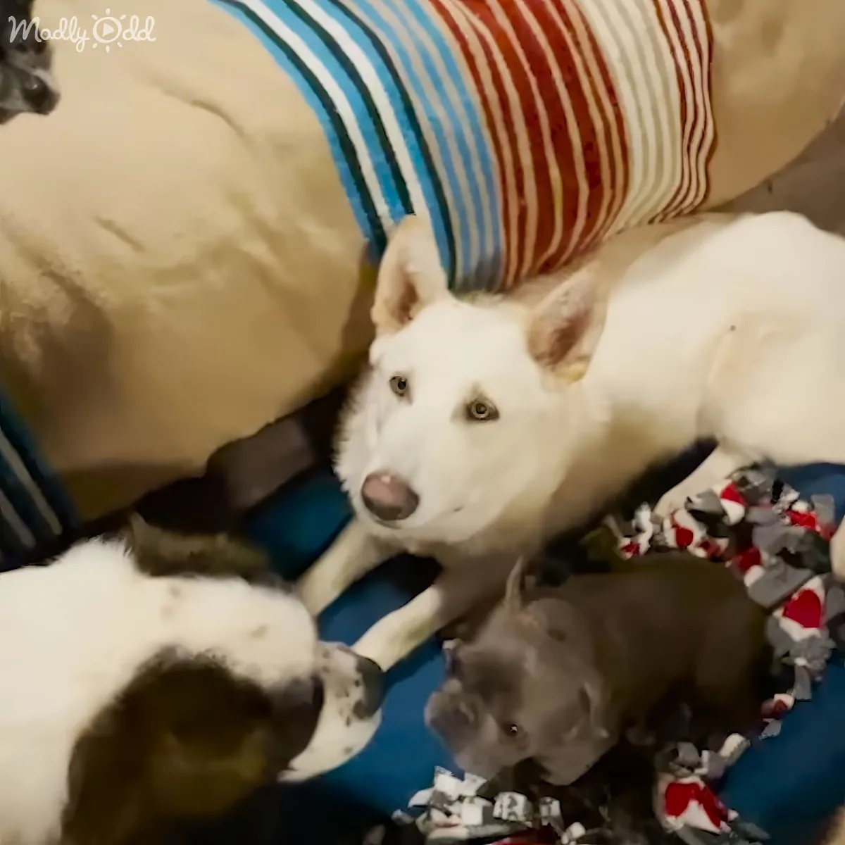 Close-up of dog asleep in cozy corner